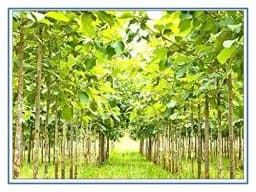 RK Seeds - Tree seeds Teak Wood Seeds (Tectona Grandis) sagwan seeds + Rosewood tree Seed + Gmelina arborea Tree Seeds, Gamhar, Gmelina arborea 4