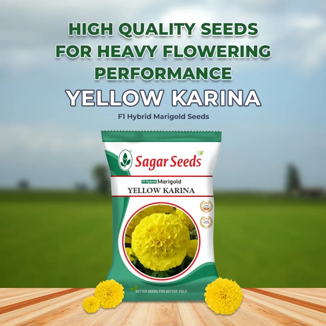 Sagar Yellow Karina F1 Hybrid Marigold Seeds, Deep Yellow, Ball-Shaped Flowers, High Yield Variety - Image 2
