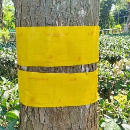 Barrix Magic Chromatic Trap Sticker Roll, Non-Drying, Non-Fading, Non-Dripping. Uses for Organic farms, Open field, Gardens, Nurseries, Orchards. 4