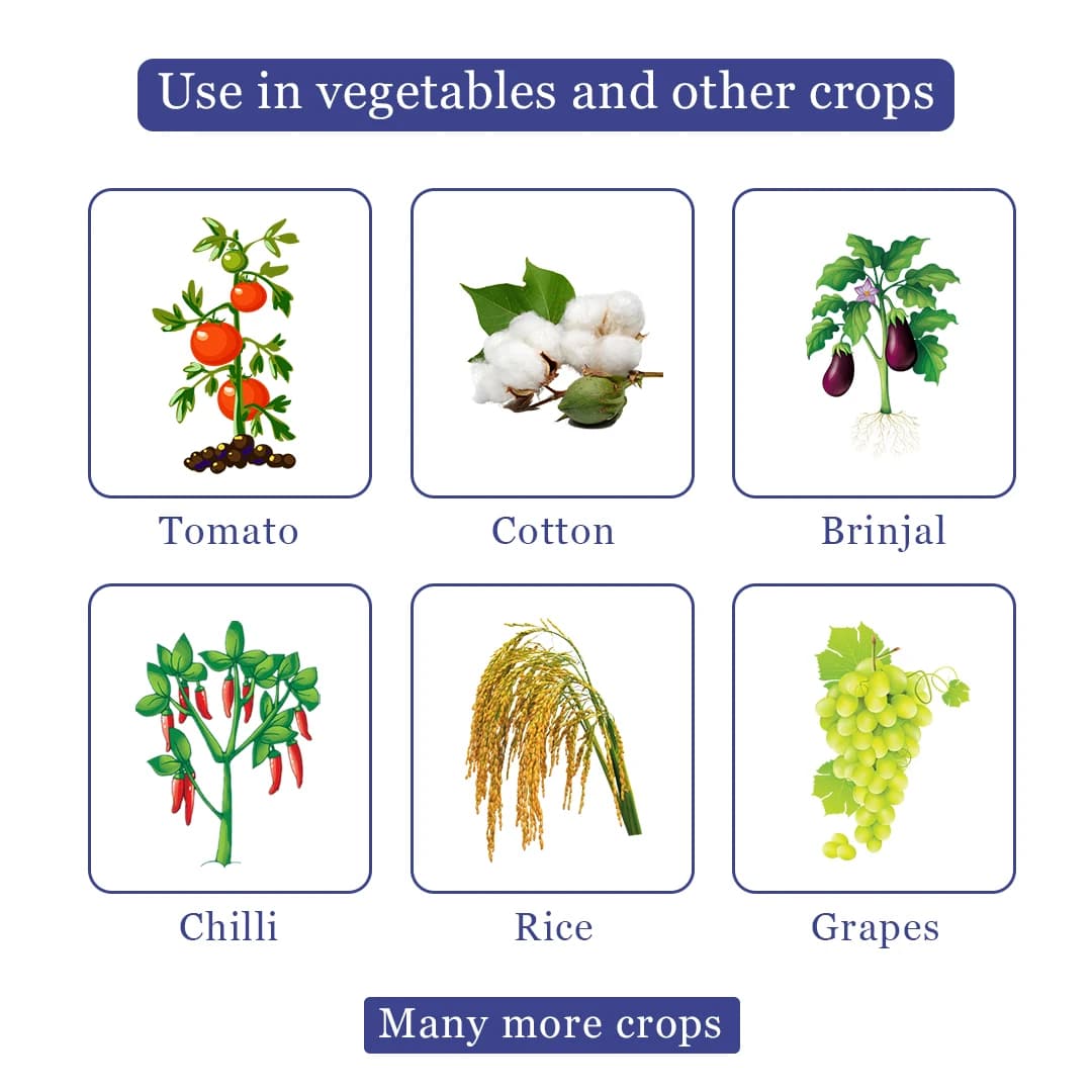 थायोरिन - थियामेथोक्सम 25% WG कीटनाशक, चावल, कपास, टमाटर, बैंगन, आलू के लिए उपयोगी, भूरा फुदका कीट, हरी पत्ती, थ्रिप्स के विरुद्ध सबसे अच्छा उपयोग। - Image 4