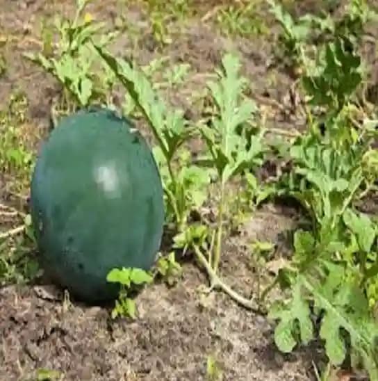 Jivit F1 Hybrid JS Red Round Sugar Baby Type Imported Watermelon Seeds, Early Medium Maturity - Image 4