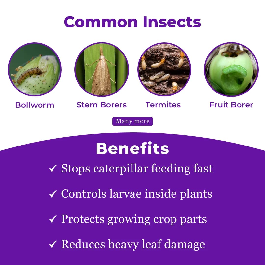 Exylon Exyprole Chlorantraniliprole 18.50% SC Insecticide, Effective Control Borer In Crops - Image 3