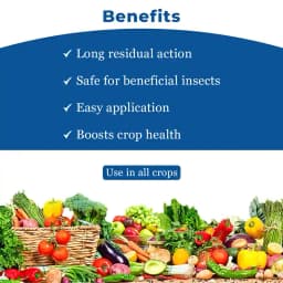 Bayer Oberon - Spiromesifen 22.9% SC Effective Against Mites, White Fly on Vegetables, Fruits, Cotton, and Tea 4