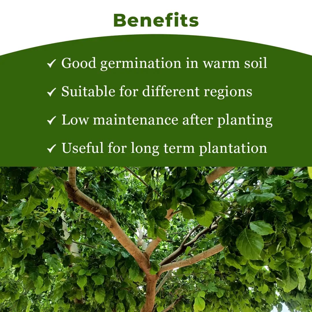 SRI SAI FORESTRY Karanja (Millettia Pinnata) Indian Beach Tree, Pongamia Pinnata, Pongame oil tree, Liquid Fuel Tree Seeds - Image 4