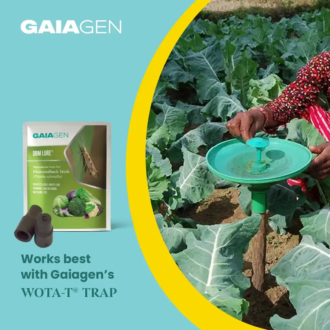 Gaiagen DBM Lure and Traps Pheromone Lure for Diamondback Moth (Plutella xylostella) & Insect Water Trap (Wota-T) - Image 9