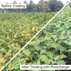 Barrix Rootcharger Organic Root Nutrition Mixture, Improves Protein Synthesis & Root Growth - Image 5