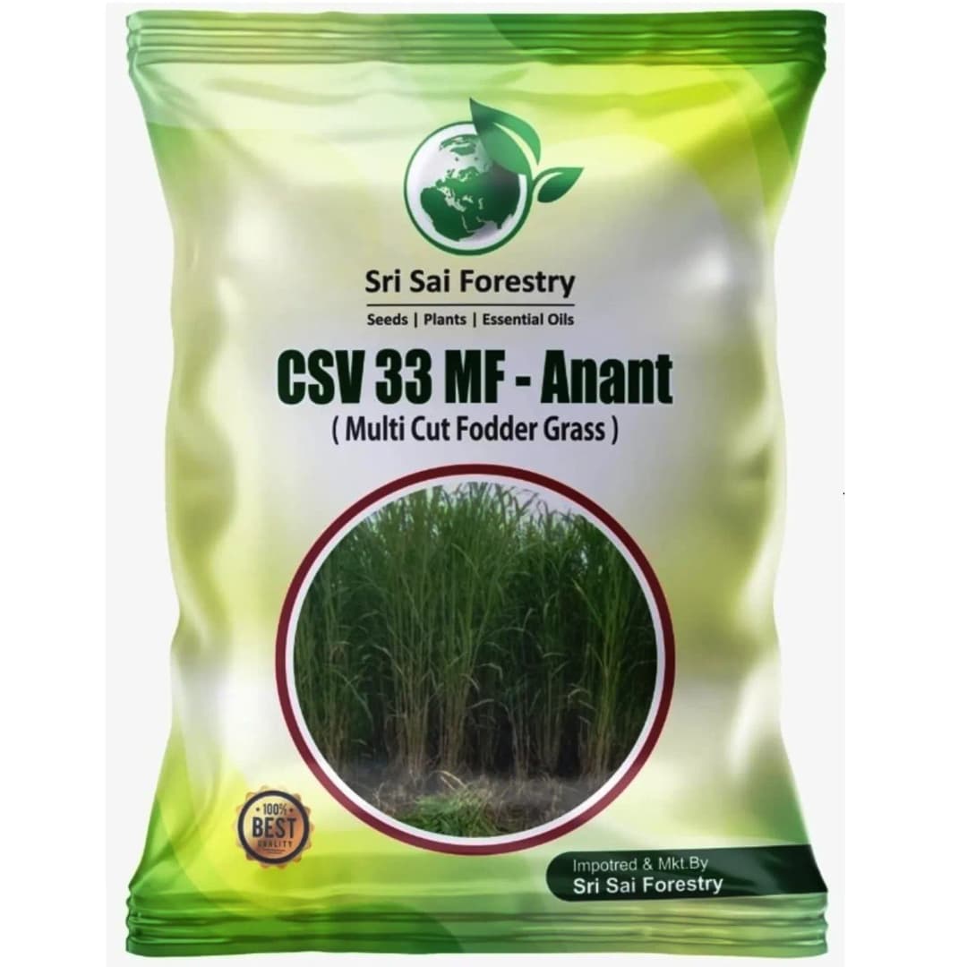 Sri Sai Forestry CSV-33 MF Anant Fodder Grass Seeds, High Yield Multi Cut Grass Seed
