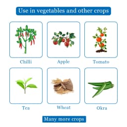 Tebulur Tebuconazole 10% + Sulphur 65% WG , Advance Broad Spectrum Premix Fungicides 4