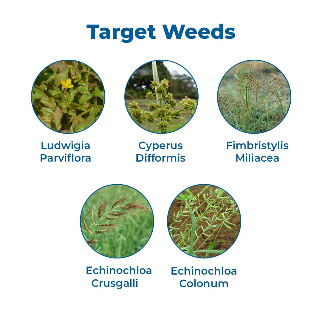 Nominee Gold Bispyribac Sodium 10% SC , Post Emergent Herbicide , Broad Spectrum Systemic Herbicide for all Types of Rice Cultivation - Image 3