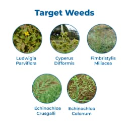 Nominee Gold Bispyribac Sodium 10% SC , Post Emergent Herbicide , Broad Spectrum Systemic Herbicide for all Types of Rice Cultivation 3