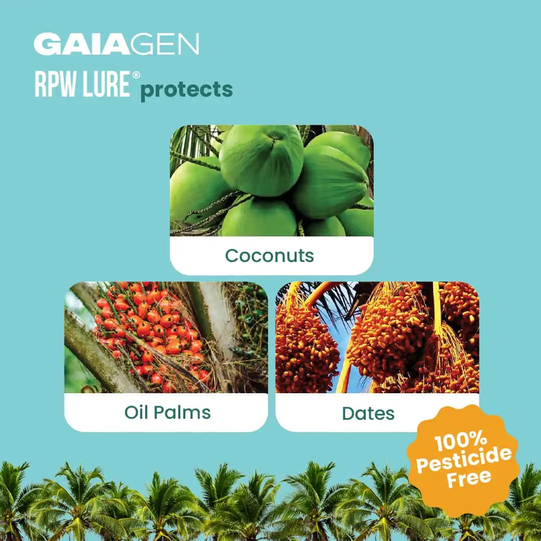 गाइएजेन आरपीडब्ल्यू फेरोमोन ल्योर और कीट बाल्टी जाल, लाल ताड़ सुंडी (राइन्कोफोरस फेरूजीनियस) के लिए, आईएमओ प्रमाणित - Image 4