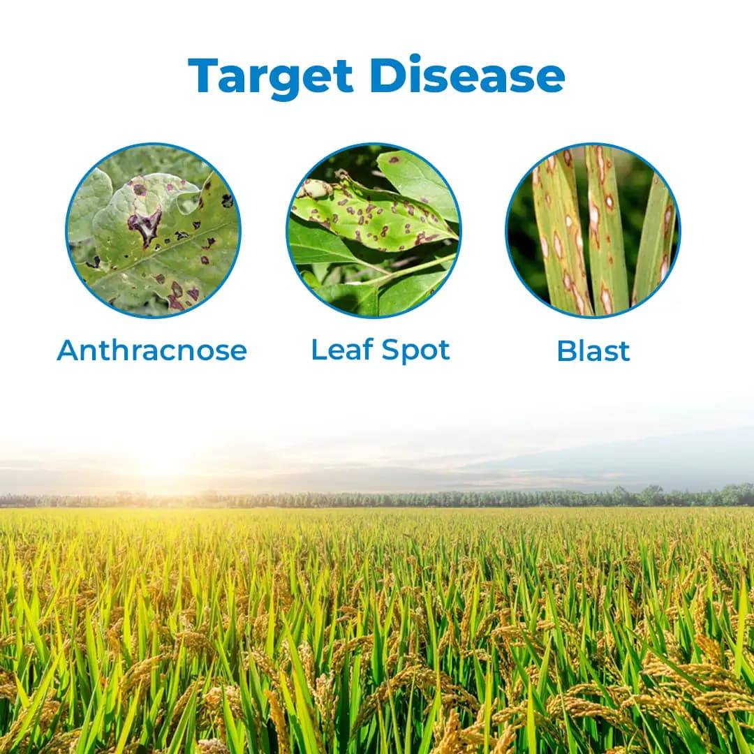 Conika Fungicide - Kasugamycin 5% + Copper Oxychloride 45% WP - Image 3
