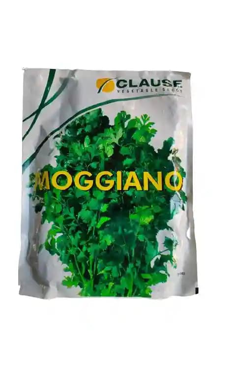 H.M Clause Moggiano Coriander Seeds, Dhaniya Ke Beej, Dhana Bhaji Na Bee, Dark Green Color.