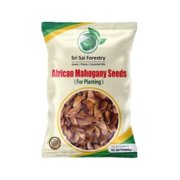 श्री साई फॉरेस्ट्री अफ्रीकी महोगनी वृक्ष के बीज, स्वेतानिया महोगनी पौधा बीज। 1