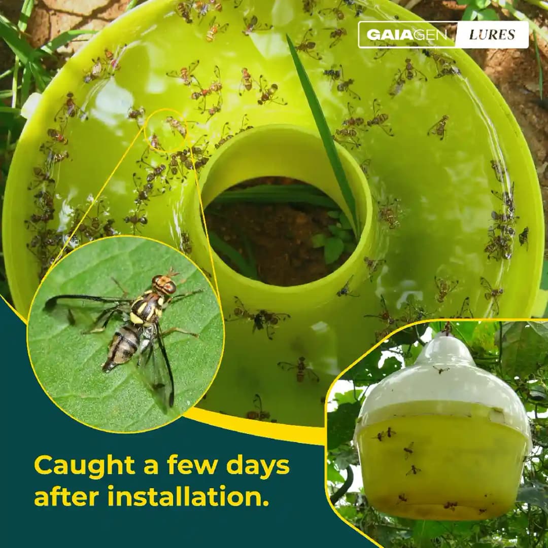 Gaiagen Pheromone Lure For Melon Fly (Bactrocera Cucurbitae) And Insect Fly Trap, IMO Certified. - Image 9