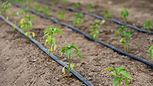 Siddhi Flat Inline Drip Lateral 0.2 MM Thickness, 1000 Mtr Length And 4 Liter Water Discharge per Hour. - Image 3