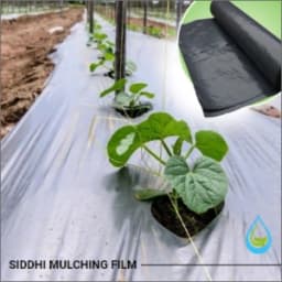 Siddhi Mulch Film, Zig Zag Holes Mulching Sheet, (1 Meter Width x 400 Meters Length) - Black and Silver 3