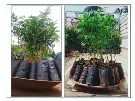 Melia Dubia - Malabar Neem - Live Plants - 1 Ft Height, Fast Growing Trees. - Image 2