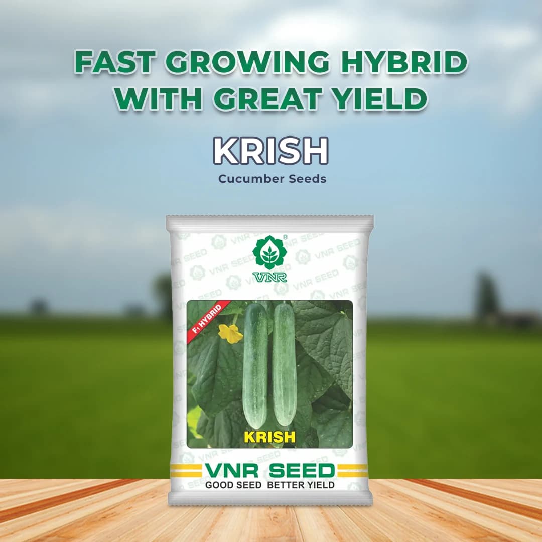 VNR Krish F1 Hybrid Cucumber Seeds, Kakdi ke Beej, Attractive Green Fruit, Cylindrical Shape - Image 2