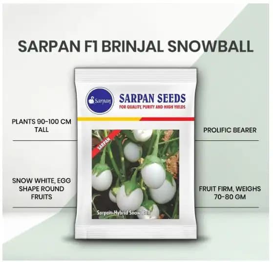 Sarpan Hybrid Snow Ball - (White Brinjal Seeds) Suitable In all seasons - Image 1