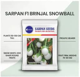 Sarpan Hybrid Snow Ball, White Egg Type Brinjal Seeds, Suitable In all seasons 1
