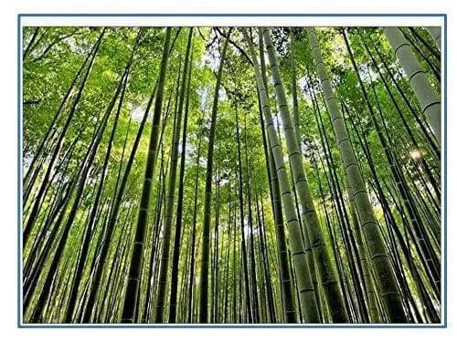 RK Seeds Bamboo Seeds , Also Know As Male Bamboo , Solid Bamboo , Calcutta Bambo Dendrocalamus strictus, Dendrocalamus ,Hard Bamboo , Iron Bamboo - Image 2