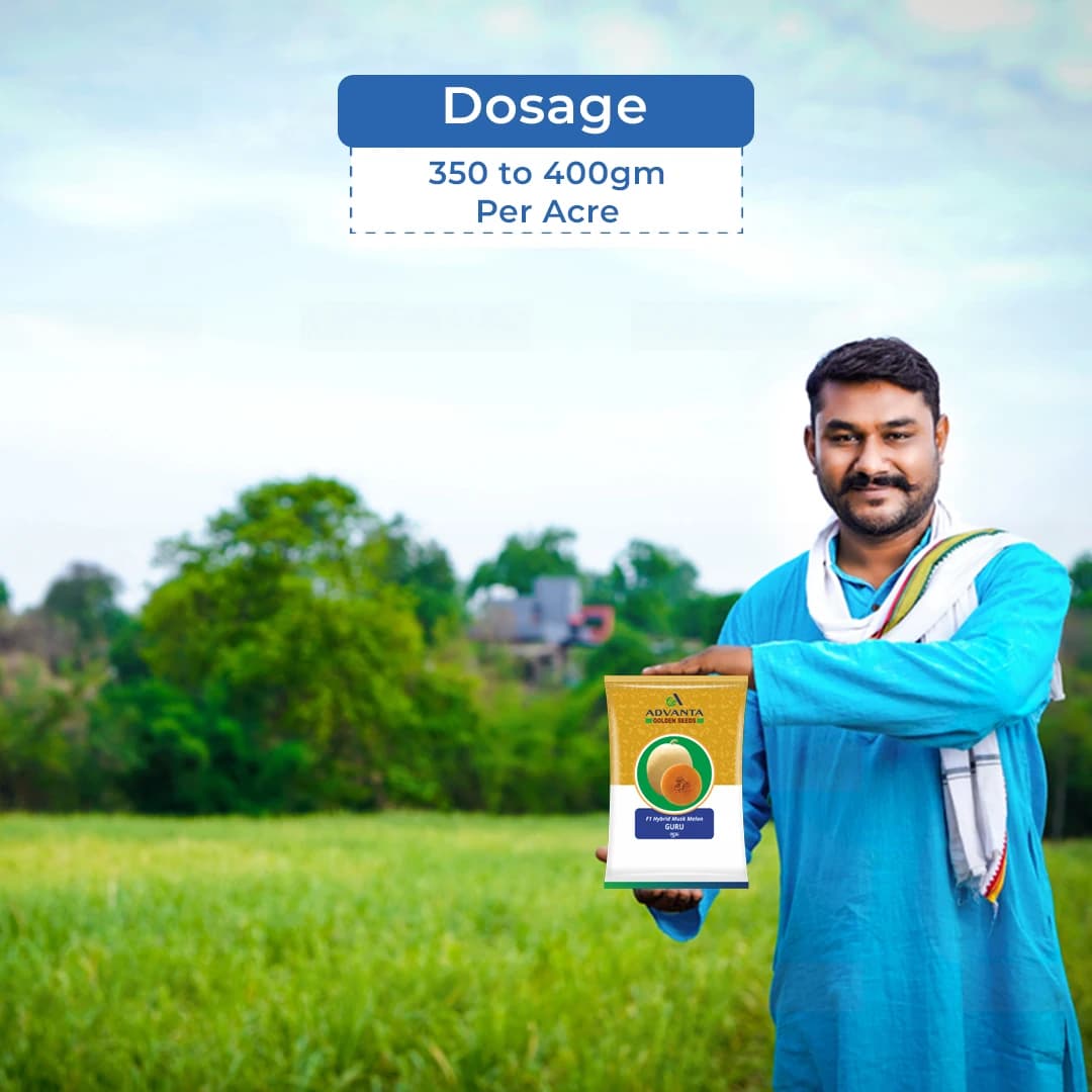 Advanta Guru Muskmelon Seeds - Kharbuja Seeds - Image 5