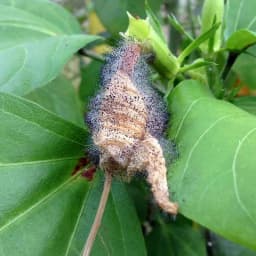 Ramcides Theme Acetamiprid 20% SP Insecticide, Effective For Whitefly And Sucking Pest Control For All Plants 3