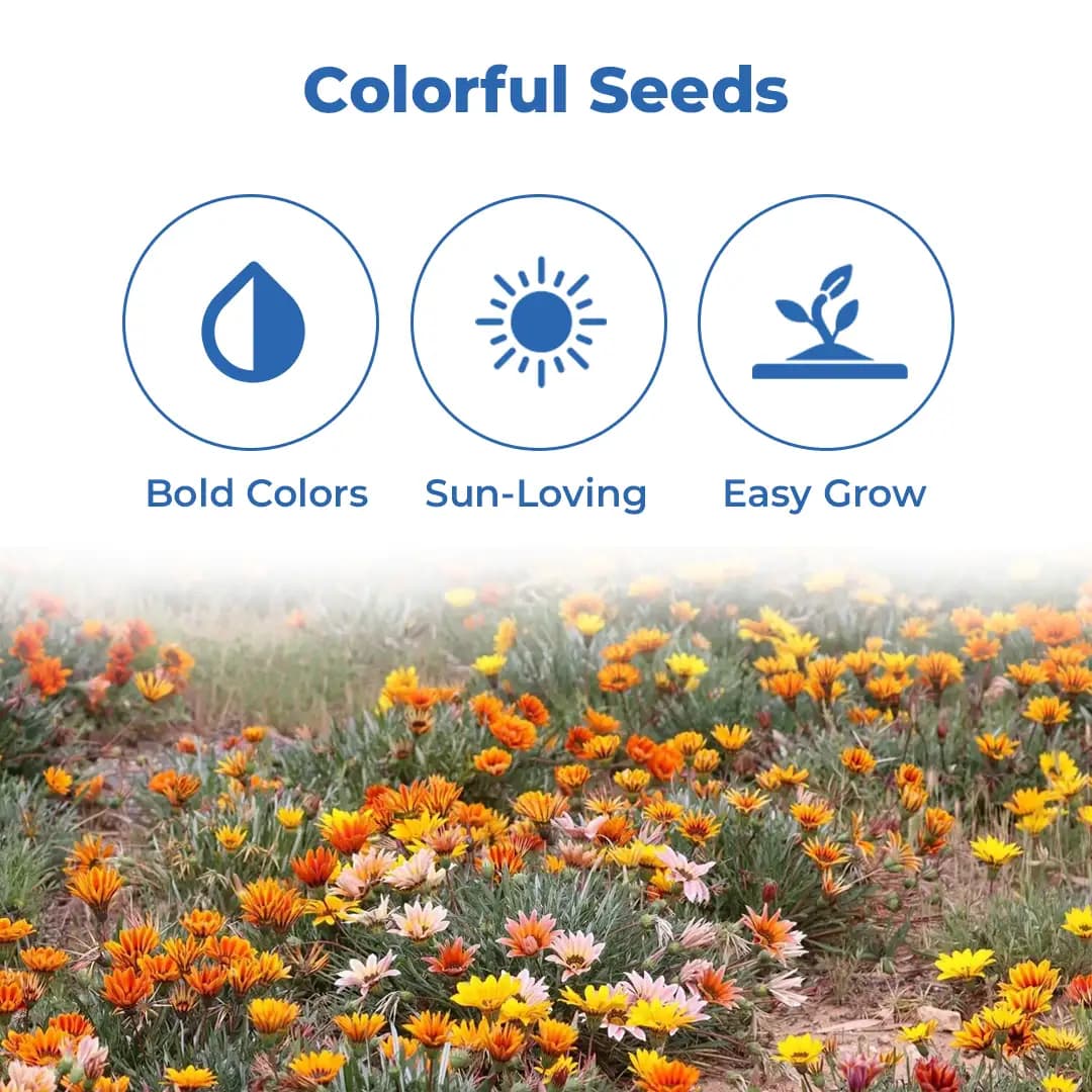 Iris Gazania Sunshine Mix Hybrid OP Flower Seeds, Mix Flower Colour, Best For Outdoor Garden - Image 3