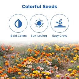 Iris Gazania Sunshine Mix Hybrid OP Flower Seeds, Mix Flower Colour, Best For Outdoor Garden 3