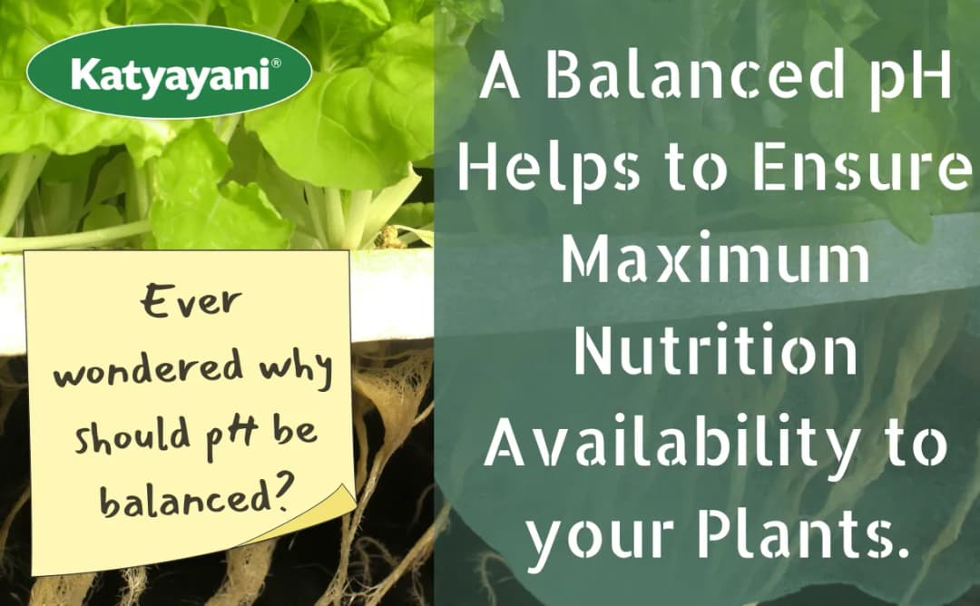 Katyayani pH UP Hydroponic, Solution For Soil and Plant Growth, Safe For Plants - Image 4