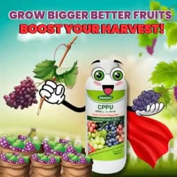 Katyayani CPPU Forchlorfenuron 0.01% L Plant Growth Regulator For Enhancing Fruit Size Quality and Yield in Various Crops 5