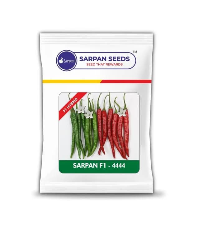 Sarpan Hybrid 4444 Chilli Seeds, Highly Pungent and Dark Green Glossy Fruits. - Image 1