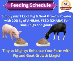 PASHU SVASTH PIG & GOAT GROWTH POWDER, Boost Growth, Weight Gain And Immunity Natural Herbs For Animal 3
