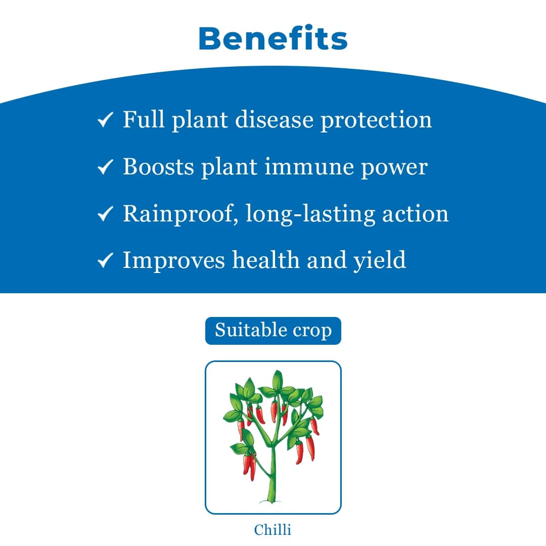 Sumitomo Kitoshi Azoxystrobin 12.5% + Tebuconazole 12.5% Sc Systemic Fungicide , For The Control Of Many Fungal Pathogens And Diseases - Image 4