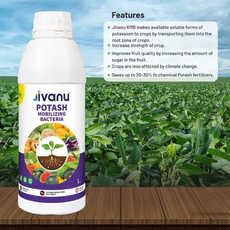 Green Revolution Jivanu KMB Potash Mobilizing Bacteria Liquid Bio Fertilizer - Image 3