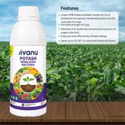 Green Revolution Jivanu KMB Potash Mobilizing Bacteria Liquid Bio Fertilizer 3