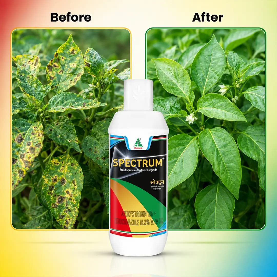 Dhanuka Spectrum Fungicide - Image 6