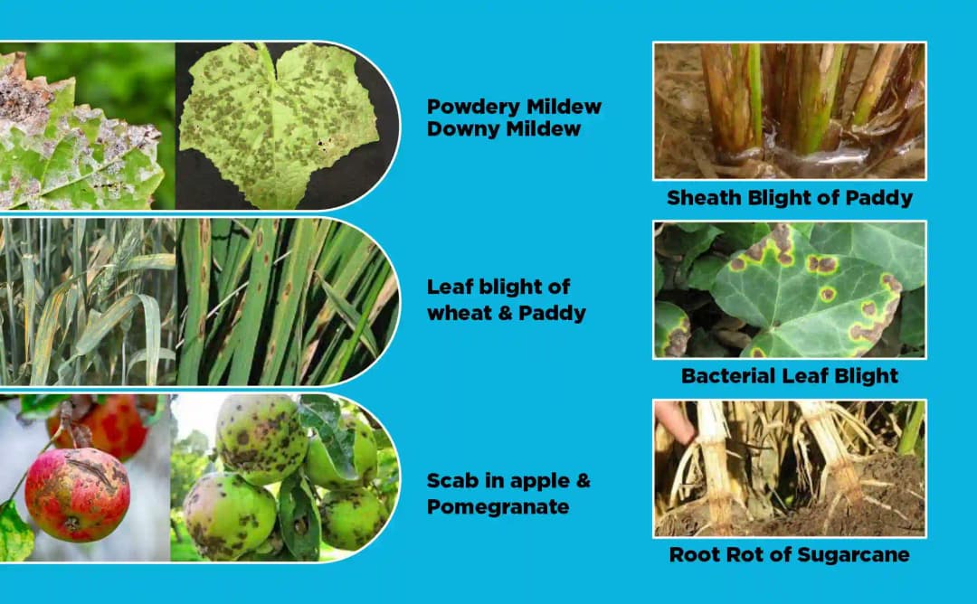 Katyayani Striker Pseudomonas Fluorescens Liquid Bio Fungicide, Effective Disease Control For Healthier Crops - Image 2