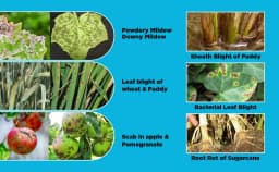 Katyayani Striker Pseudomonas Fluorescens Liquid Bio Fungicide, Effective Disease Control For Healthier Crops 2