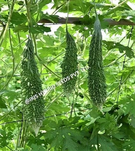 Iris IHS-135 F1 Hybrid Bitter Gourd Seeds, Vegetable Seeds, Dark Green Color - Image 6