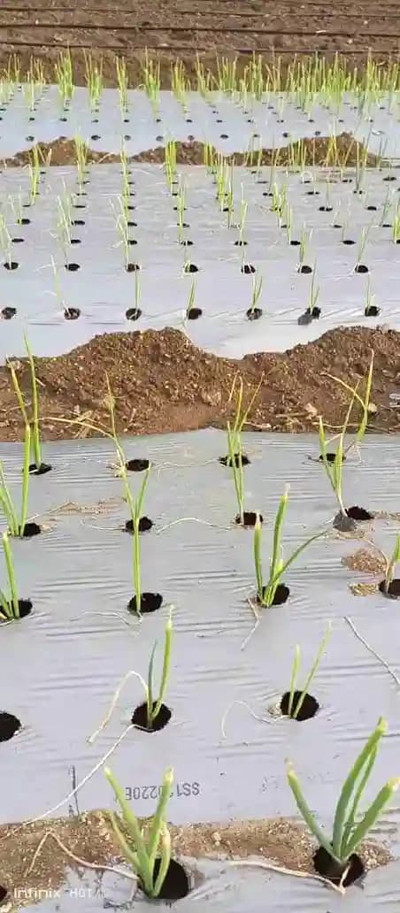 Siddhi with Hole Mulch Film, 25 Micron Black and Silver For Onion, Garlic (1.2 m Width x 400 Meter Length) 4 inch x 4 inch x 10 line - Image 3