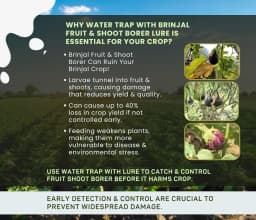 Chipku Pheromone Water Trap With Leucinodes Orbonalis Lure To Catch Brinjal Fruit Shoot Borer Insect, Moth. Useful in Brinjal & Egg Plant 6