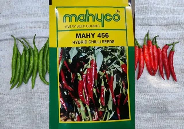 Mahyco 456 Hybrid Chilli Seeds, Mirchi Ke Beej, Vegetable Seeds, Highly Pungent - Image 3