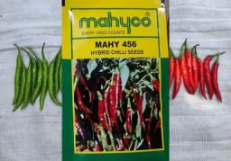 Mahyco 456 Hybrid Chilli Seeds, Mirchi Ke Beej, Vegetable Seeds, Highly Pungent 3