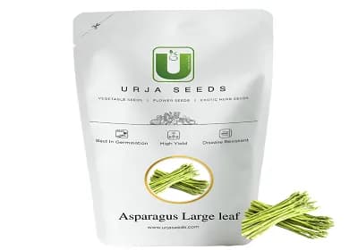 Urja Asparagus Large Leaf Imported Seed Desired length 15-18 cms per spear - Image 1