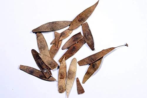 SRI SAI FORESTRY - Shisham Tree Seeds (North Indian Rosewood ) , Hard Tiber Seeds - Image 2