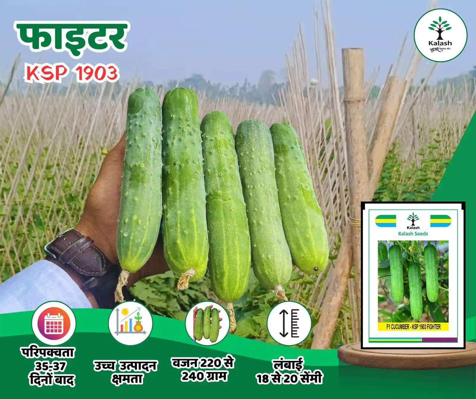 Kalash KSP 1903 FIGHTER F1 Hybrid Cucumber Seeds, High Yielding Variety with Uniform Dark Green Fruits - Image 2