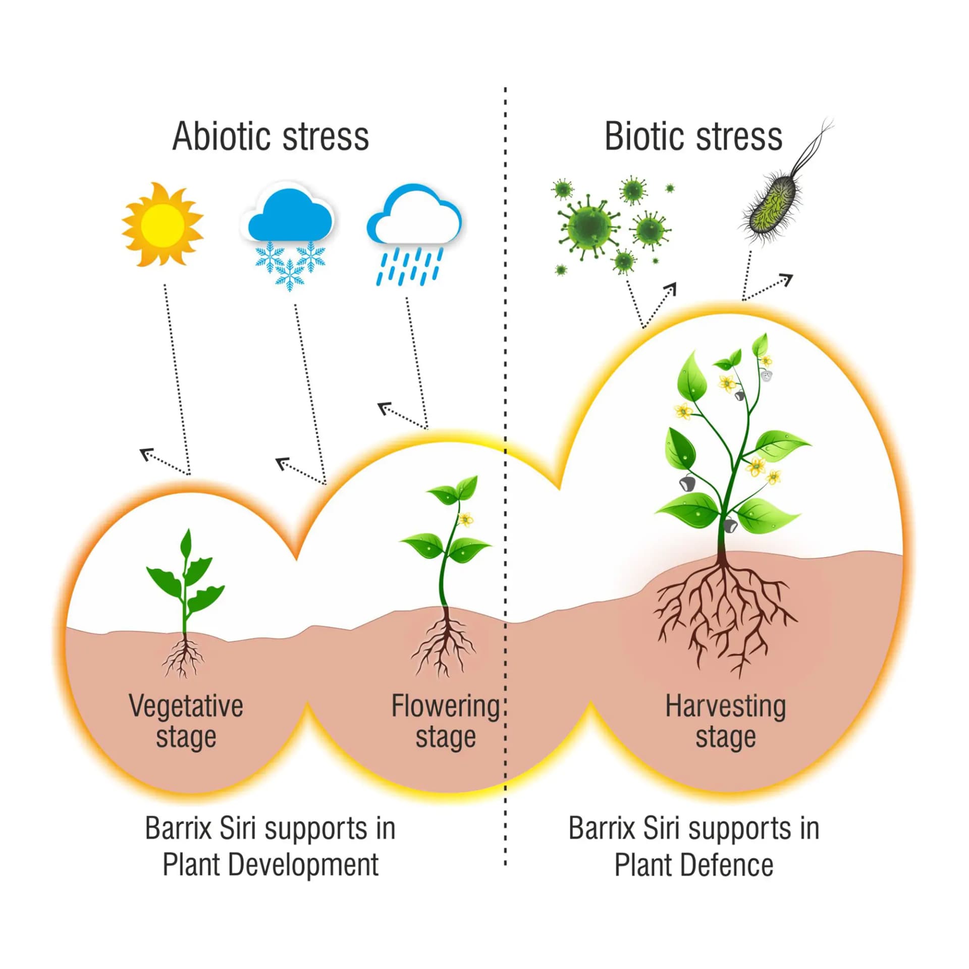 Barrix Siri Ortho Silicic Acid 2%, Protects Plants From Abiotic Stresses, Safeguard by Forming a Coat Against Viruses, Bacteria, and Fungi - Image 2