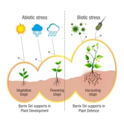 बैरिक्स सीरी ऑर्थो सिलिकिक एसिड 2%, पौधों को अनुप्राकृतिक तनावों से बचाता है, वायरस, बैक्टीरिया और फंगी के खिलाफ सुरक्षा के लिए एक कोट बनाता है। 2